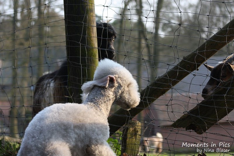 Airsi Blue Volshebny Svet 2010-04-14 (6).JPG